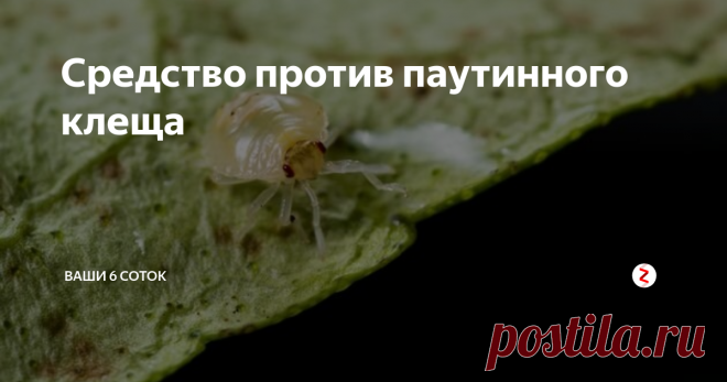 Средство против паутинного клеща Паутинный клещ в теплице может доставить немало неприятностей огородникам, а порой губит практически весь урожай. В группе Школа садоводов Андрея Туманова Елена Цыганкова (Фролова) поделилась методом, с помощью которого избавилась от вредителя.
У нас никогда не было паутинного клеща в теплице. Появился единственный раз в августе 2016 года в теплице с огурцами. Сезон еще не закончился, поэтому приш