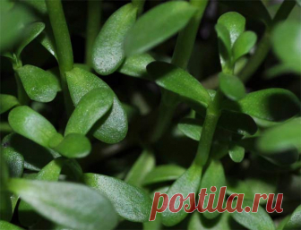 Brahmi - Verwendung, Wirkung und Anbau