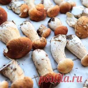 Как правильно сушить грибы