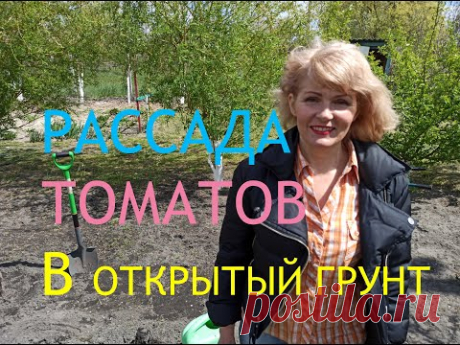 ВЫСАДКА РАССАДЫ ПОМИДОР В ГРУНТ. Три способа посадки томатов  в открытый грунт.