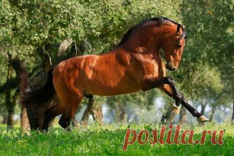 Cavalo Lusitano, um dos mais belos do mundo | ncultura Cavalo Lusitano, raça de cavalos com origem em Portugal, é o cavalo de sela mais antigo do Mundo. Uma herança genética que é um património que importa preservar