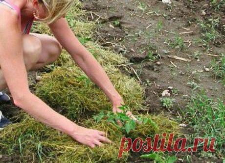 Как бороться с сорняками почвы на участке | Дачный дизайн от Наталии