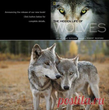 Living with Wolves
