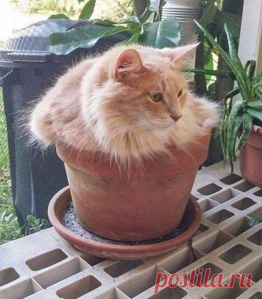 Какой роскошный кото-цвет!