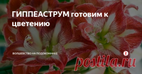 ГИППЕАСТРУМ готовим к цветению В моей цветочной коллекции этих великолепных цветов не много, всего семь видов. За несколько лет удачного содержания я перешла с ними «на ты». Мне нравиться регулировать цветение этих красавцев, и цветут они тогда, когда мне захочется. В моем цветнике многие растения в зимние месяцы отдыхают, не цветут, и тут я вспоминаю про гиппеаструм.
Начну с периода покоя. После цветения и после того как засох