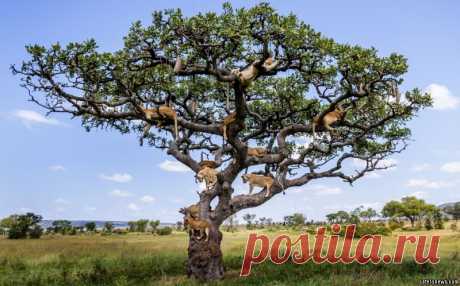 LIONS_TREE