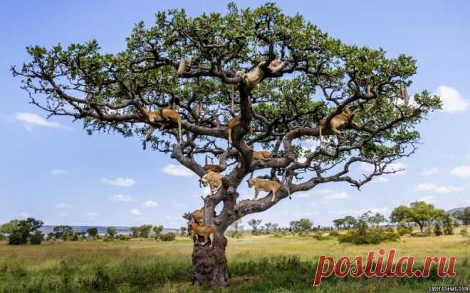 LIONS_TREE