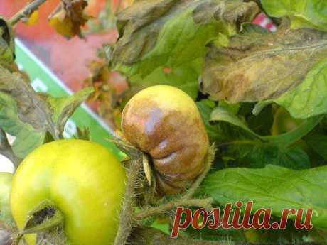 Фитофтора в августе