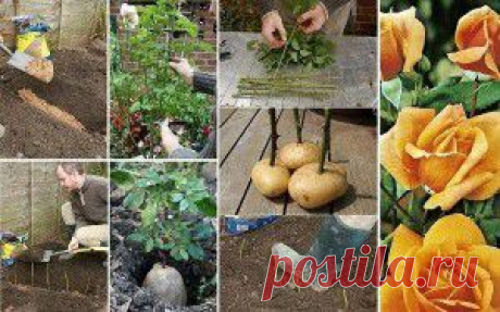 Размножение роз черенками своими руками