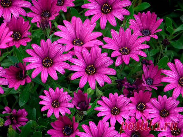 Цветок остеоспермум: посадка и уход в открытом грунте, фото, выращивание в саду