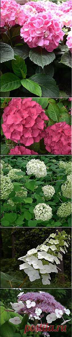 Гортензия (Гидрангея), (Hydrangea). Описание, виды и уход за гортензией | Флористика на "Добро ЕСТЬ!"