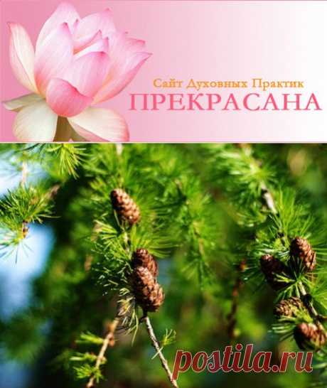 ЦЕЛЕБНОЕ ВАРЕНЬЕ ИЗ ШИШЕК