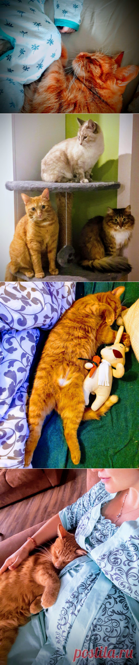 Котики! 3 кота и малыш! Это очень мило, но пара слов о безопасности.