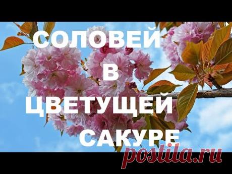 ВЫСОКОЧАСТОТНОЕ ПЕНИЕ СОЛОВЬЯ ИЗБАВЛЯЕТ ОТ УНЫНИЯ,ДЕПРЕССИЙ И ГОЛОВНОЙ БОЛИ,ВОЗВРАЩАЕТ РАДОСТЬ.