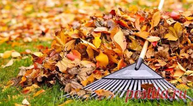 Опавшие листья на даче... - Познавательный сайт ,,1000 мелочей