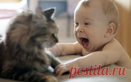 (+1) Коты и младенцы: двойное умиление