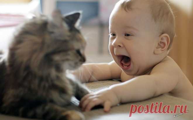 (+1) Коты и младенцы: двойное умиление