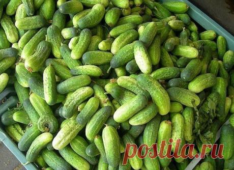 (48) Одноклассники    6 БЕСЦЕННЫХ СОВЕТОВ, ЧТОБЫ ЛИСТЬЯ ОГУРЦОВ НЕ ЖЕЛТЕЛИ