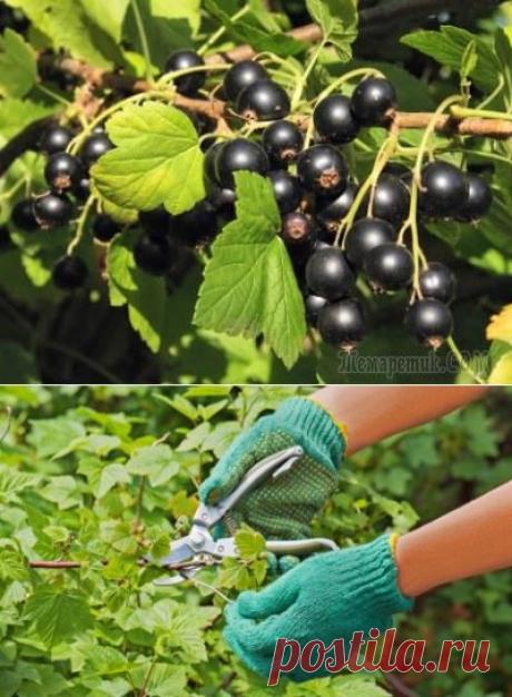 20 правил, которые необходимо соблюдать при обрезке смородины