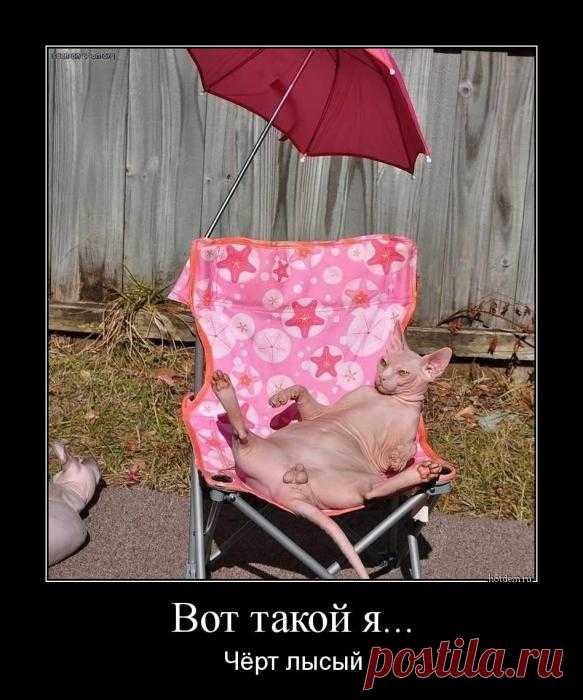 ЕЩЁ КОТЭ | KotoMail.ru