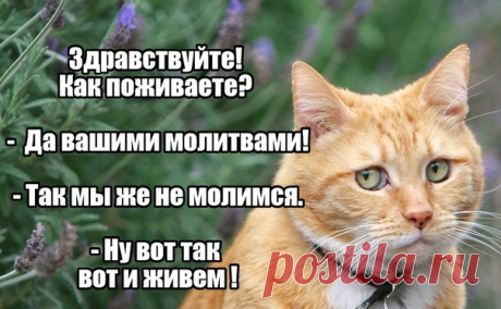 Православный юмор, добрые истории, стихи...
