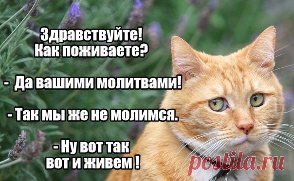 Православный юмор, добрые истории, стихи...