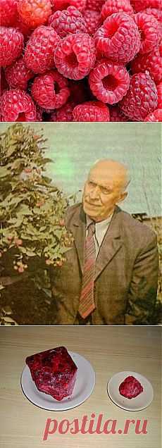 Вкусный Огород: Выращивание малины на приусадебном участке. Советы специалиста.