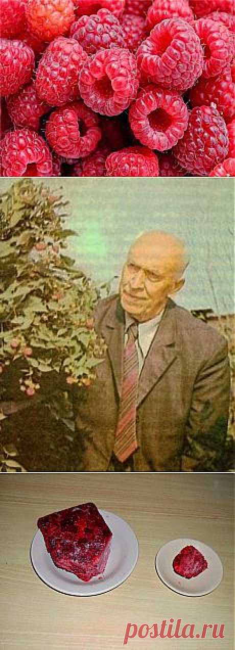 Вкусный Огород: Выращивание малины на приусадебном участке. Советы специалиста.