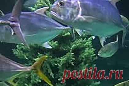 В Москве установили елку для рыб и показали видео