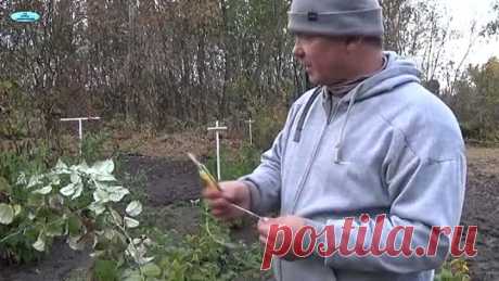 ОБРЕЗКА И ПОДВЯЗЫВАНИЕ МАЛИНЫ ОСЕНЬЮ.