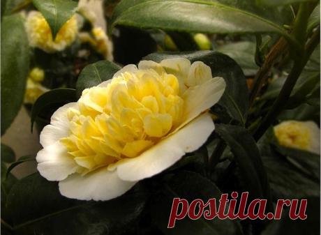 (45) Одноклассники камелия