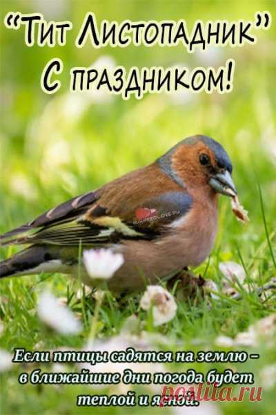 Поздравляем с праздником Тита Листопадника! Желаем здоровья, крепкого духа и доброго урожая. Пусть этот день принесет удачу и радость вам и вашим близким!