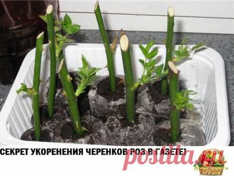 СЕКРЕТ УКОРЕНЕНИЯ ЧЕРЕНКОВ РОЗ В ГАЗЕТЕ! СЕКРЕТ УКОРЕНЕНИЯ ЧЕРЕНКОВ РОЗ В ГАЗЕТЕ!

Хочу представить уникальный и в то же время простой способ размножения роз черенками. Вы наверное знаете,что многие садоводы, розоводы предпочитают размножение роз зелёными черенками и реже отводками и прививками. Но обычное черенковании и укоренение прямо в землю не даёт такого эффекта как через метод буррито. Буррито — это мексиканское блюдо, в котором начинка заворачивается в лепёшку из т...