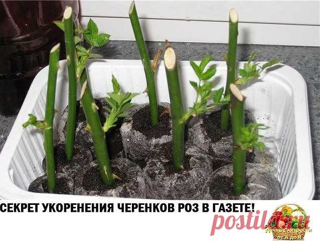 СЕКРЕТ УКОРЕНЕНИЯ ЧЕРЕНКОВ РОЗ В ГАЗЕТЕ! СЕКРЕТ УКОРЕНЕНИЯ ЧЕРЕНКОВ РОЗ В ГАЗЕТЕ!

Хочу представить уникальный и в то же время простой способ размножения роз черенками. Вы наверное знаете,что многие садоводы, розоводы предпочитают размножение роз зелёными черенками и реже отводками и прививками. Но обычное черенковании и укоренение прямо в землю не даёт такого эффекта как через метод буррито. Буррито — это мексиканское блюдо, в котором начинка заворачивается в лепёшку из т...