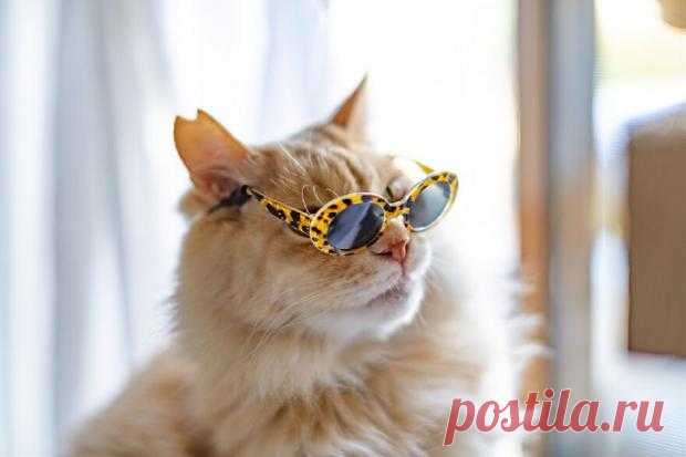 Коты в очках: забавные фото питомцев поднимающие настроение пользователям сети