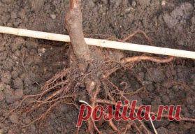 Как выбрать саженцы для посадки