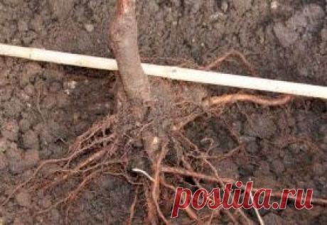 Как выбрать саженцы для посадки