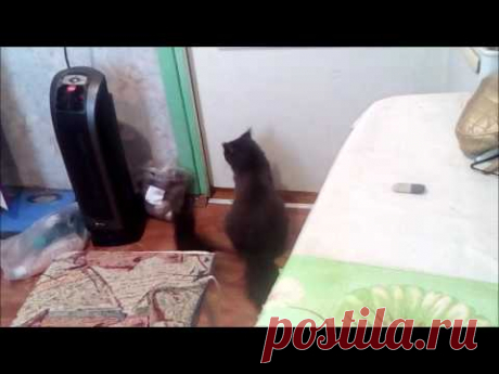 Как кошка учит котенка пользоваться дверью, ч.1