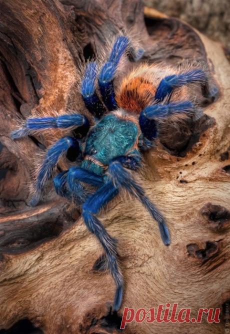 Greenbottle Blue Tarantula