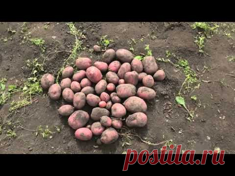 Как отбираем картофель на семена
