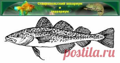Морская рыба (Никитин Б.П.)