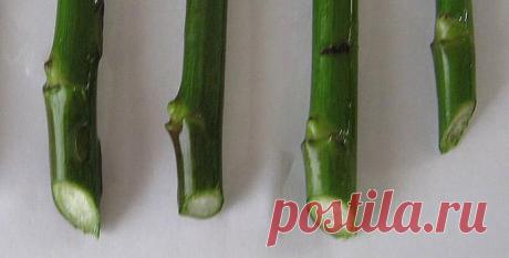 Размножение садовых цветов: своими руками, черенками, посадка, уход