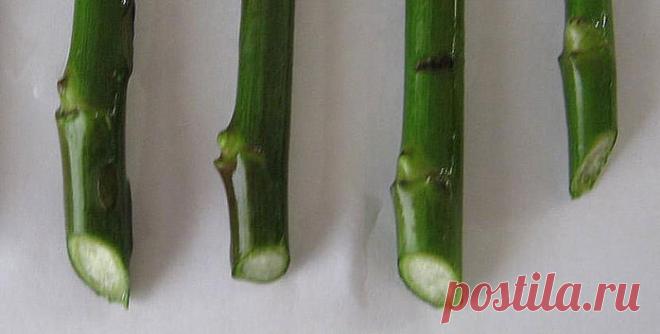 Размножение садовых цветов: своими руками, черенками, посадка, уход