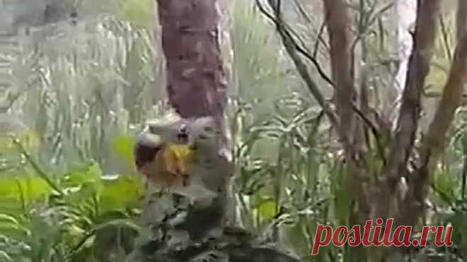 Попугай в восторге от дождя