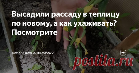 Высадили рассаду в теплицу по новому, а как ухаживать? Посмотрите