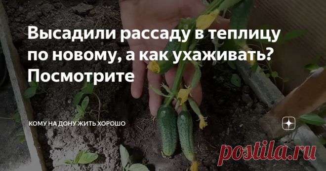 Высадили рассаду в теплицу по новому, а как ухаживать? Посмотрите