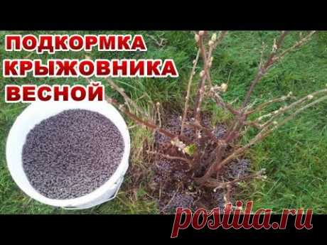 КРЫЖОВНИК ЗАВАЛИТ ВАС КРУПНЫМИ И СЛАДКИМИ ЯГОДАМИ, ЕСЛИ ВЫ   ПОДКОРМИТЕ  ВЕСНОЙ ЕГО ВО ВРЕМЯ ,ЭТИМ..