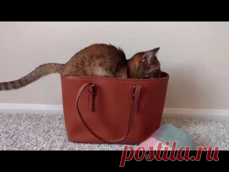 My Cats Are World Champions In Hide-And-Seek | Bored Panda
