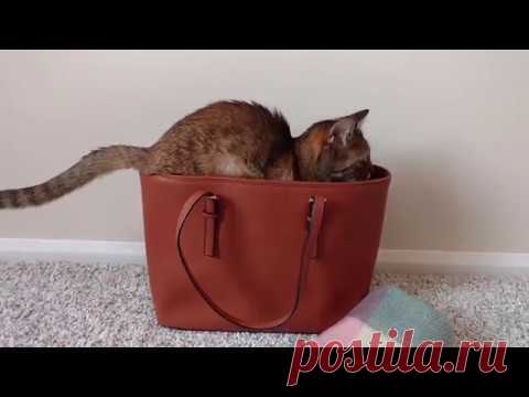 My Cats Are World Champions In Hide-And-Seek | Bored Panda