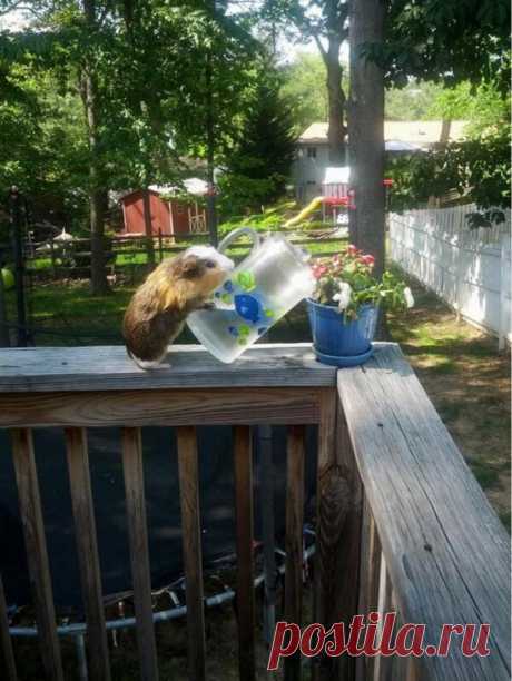 16 животных, которые знают, что такое настоящая взаимовыручка